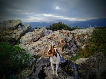 View of dog on rock against cloudy sky