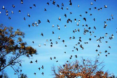 Low angle view of birds flying in sky