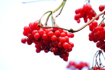 Close-up of berries growing on tree against white background