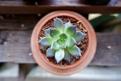 Close-up of potted plant