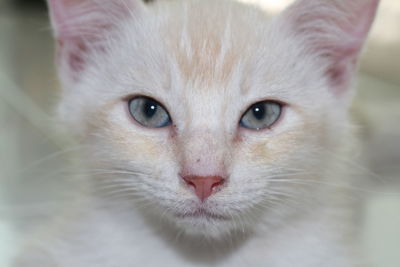 Portrait of cat with kitten