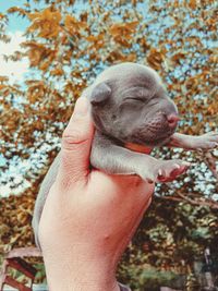 Close-up of hand holding puppy