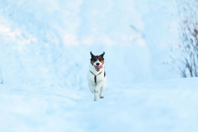 Portrait of dog running in snow