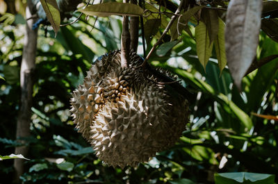 Close-up of pine cone
