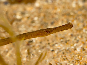 Close-up of lizard on field