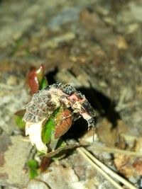 Close-up of lizard on red leaf