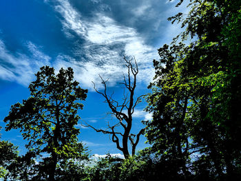 Low angle view of trees against blue sky