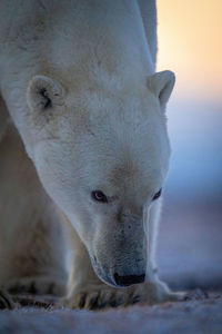 Close-up of polar bear with head low