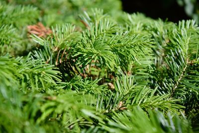 Close-up of pine tree