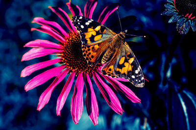 Close-up of butterfly on purple flower