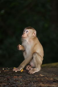 Wild monkeys are lounging and eating on the ground. in khao yai national park, thailand