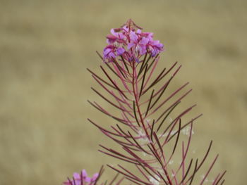Close-up of pink flowering plant