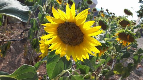 Close-up of yellow flowering plant