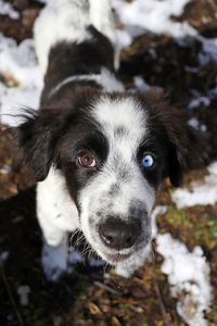 Close-up portrait of dog on field