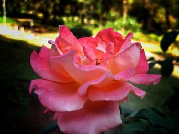 Close-up of pink flower blooming outdoors