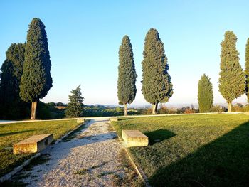 Panoramic view of trees on field against sky