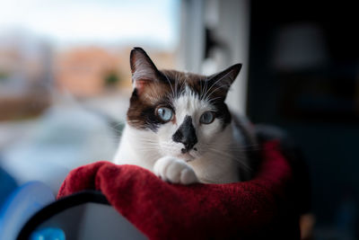 Close-up portrait of cat at home
