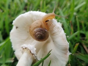 Close-up of snail on white flower