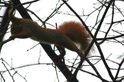 Low angle view of monkey on tree against sky