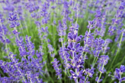 Close-up of purple flowering plants on field