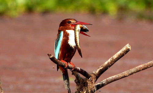White-throated kingfisher with a catch