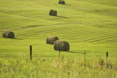 Hay bales on field