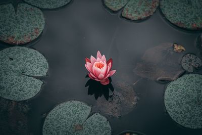 High angle view of pink water lily in pond