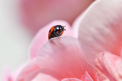 Close-up of insect on pink flower