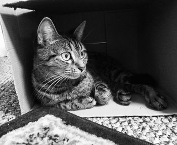 Portrait of cat relaxing on bed