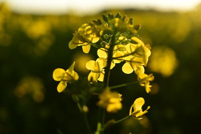 Close-up of yellow flowering plant in field