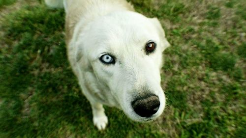 Portrait of a dog