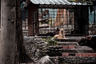 View of a dog in cage