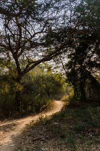 Dirt road amidst trees in forest