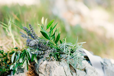 Close-up of plant growing on field