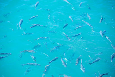 School of fish swimming in sea