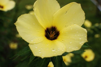 Close-up of wet yellow flower