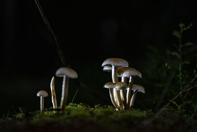 Close-up of mushroom growing on field