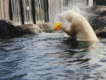 View of duck swimming in lake