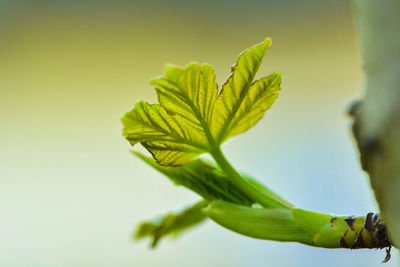 Close-up of plant leaves