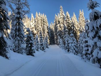 Snow covered land amidst trees against sky