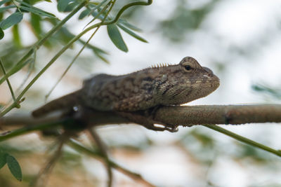 Close-up of a lizard on branch