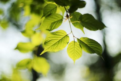 Close-up of leaves on tree