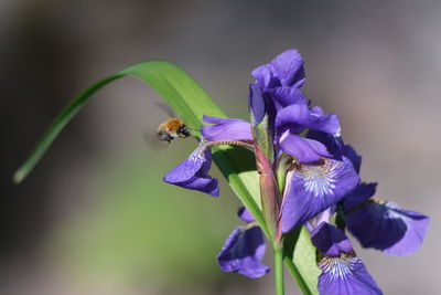 Close-up of bee pollinating on purple flower