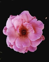 Close-up of pink rose against black background