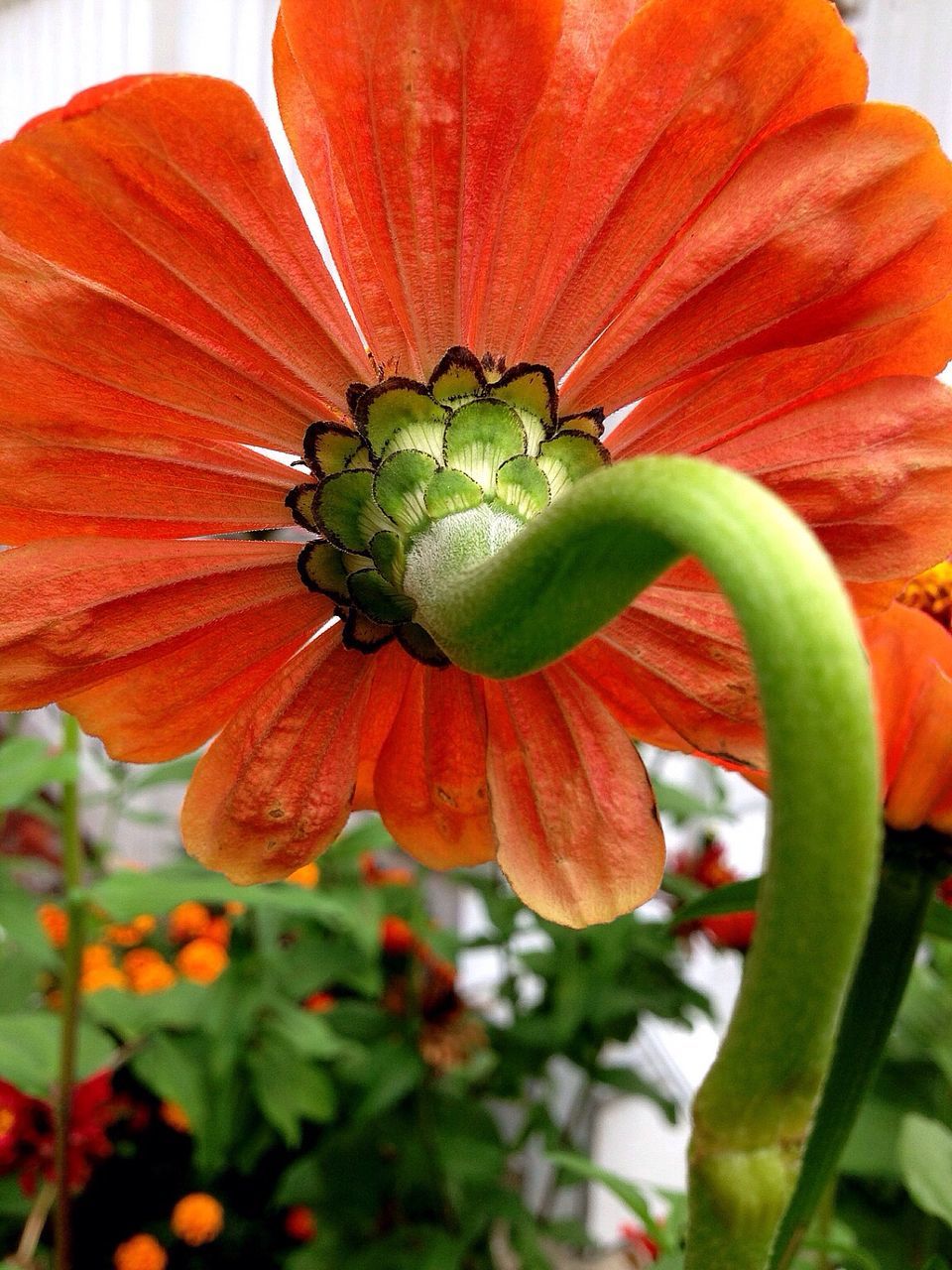 flower, freshness, growth, fragility, flower head, petal, orange color, close-up, beauty in nature, plant, nature, single flower, leaf, red, focus on foreground, green color, blooming, stamen, pollen, day