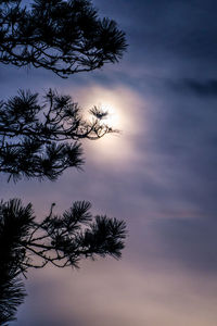 Close-up of silhouette tree against sky at sunset