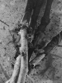 Close-up of lizard on tree