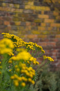 Close-up of yellow flowers growing in field