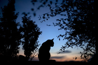 Silhouette cat sitting on retaining wall amidst trees at dusk