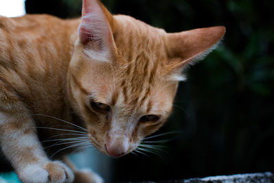 Close-up of a cat